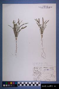 Plantago patagonica image